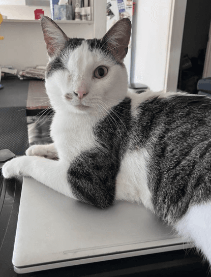 Bibi - Domestic Short Hair cat available for adoption at RSPCA NSW in Sydney