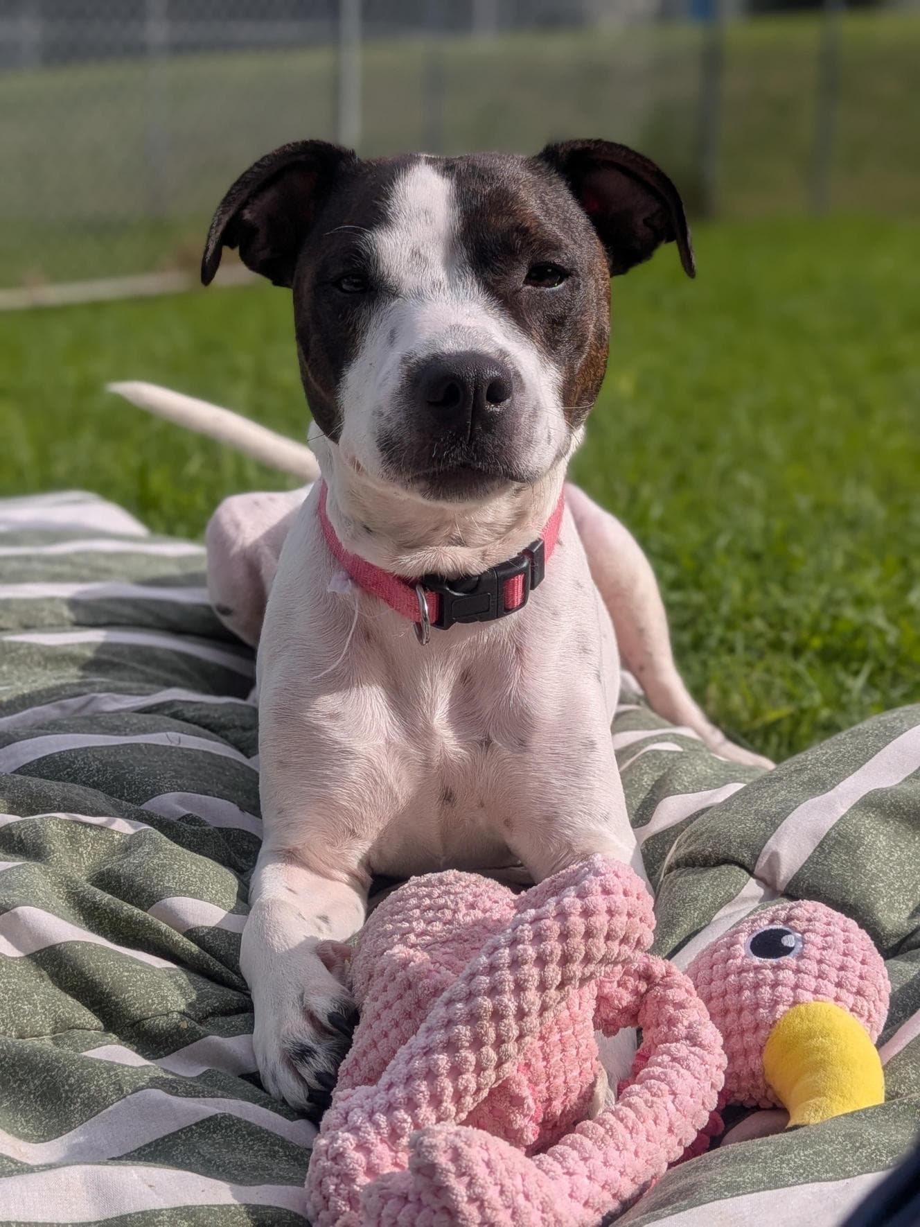 Gypsy - Staffordshire Bull Terrier available for adoption at RSPCA NSW in Sydney