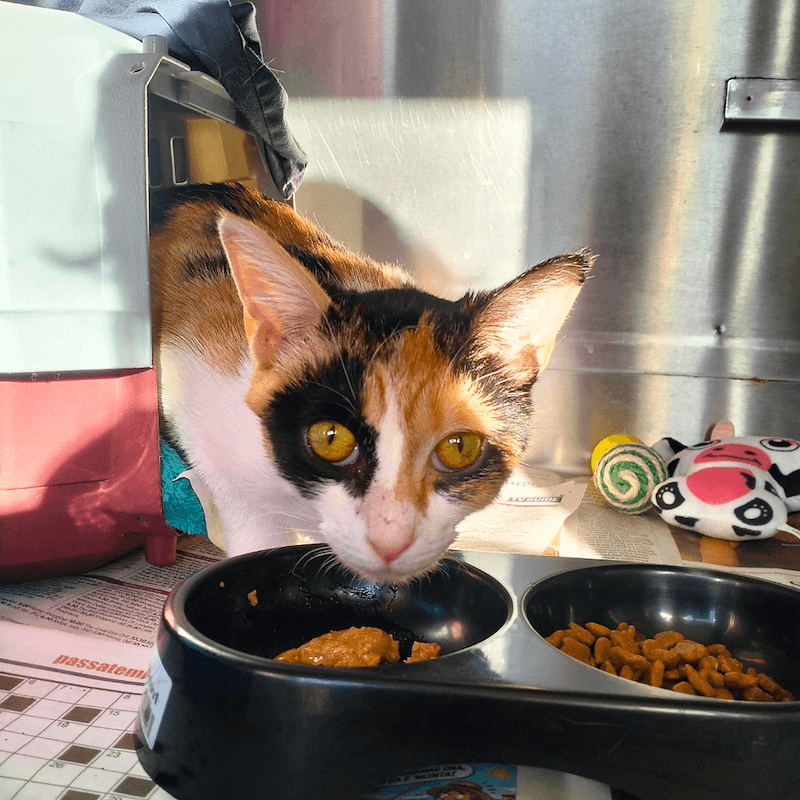 Pebbles - Domestic Short Hair cat available for adoption at RSPCA NSW in Sydney