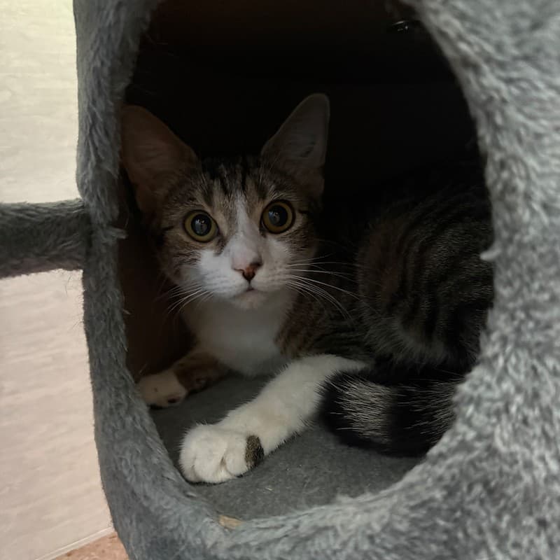Delilah - Domestic Short Hair cat available for adoption at RSPCA NSW in Newcastle