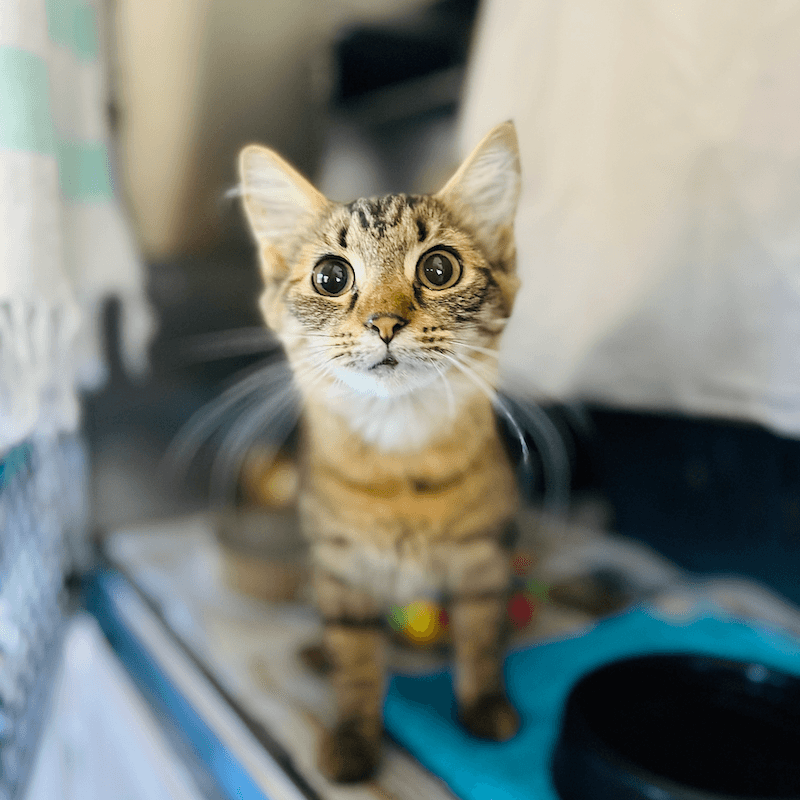 Felicity - Domestic Medium Hair cat available for adoption at RSPCA NSW in Newcastle
