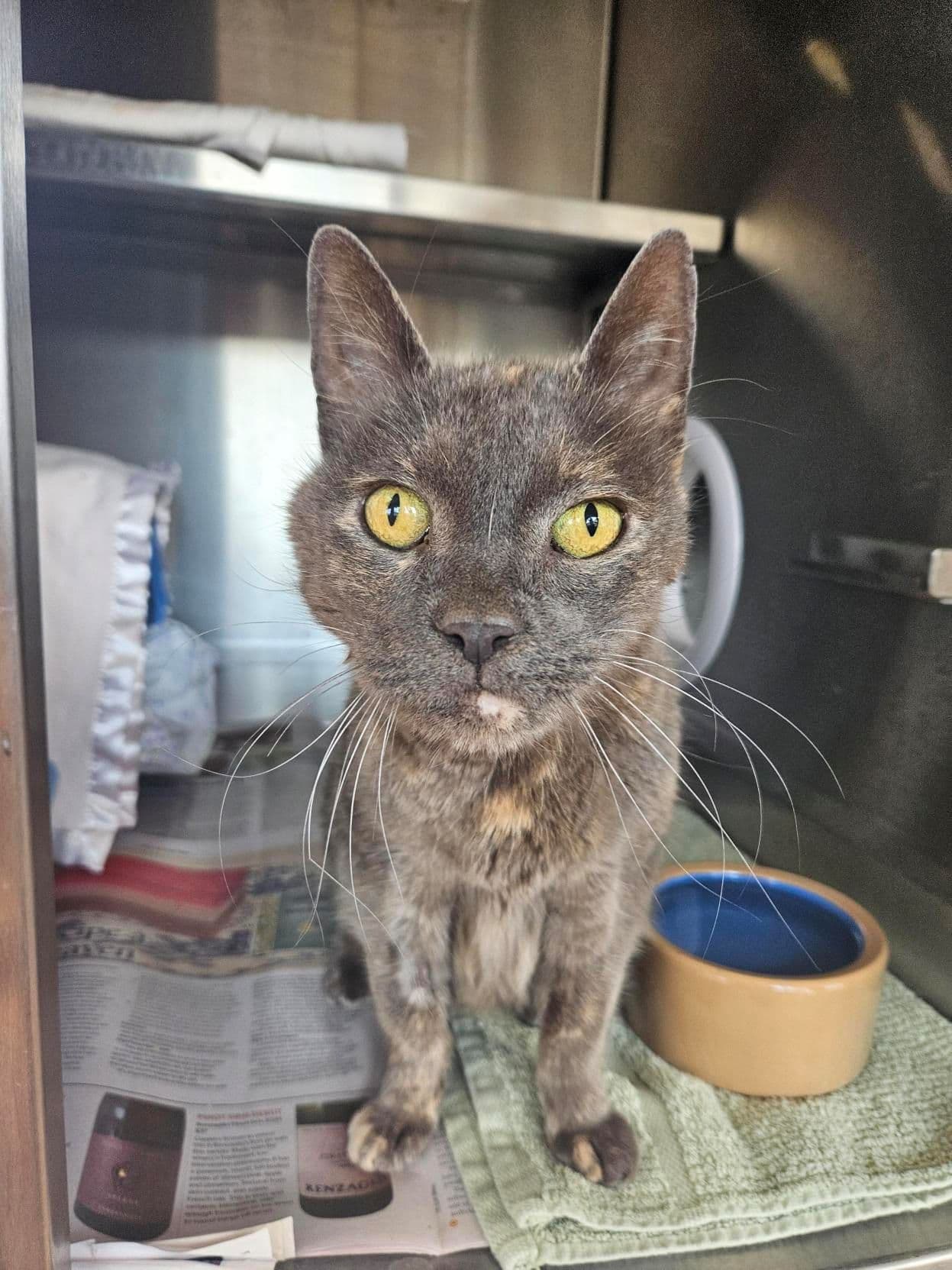 Smokey - Domestic Short Hair cat available for adoption in Sydney
