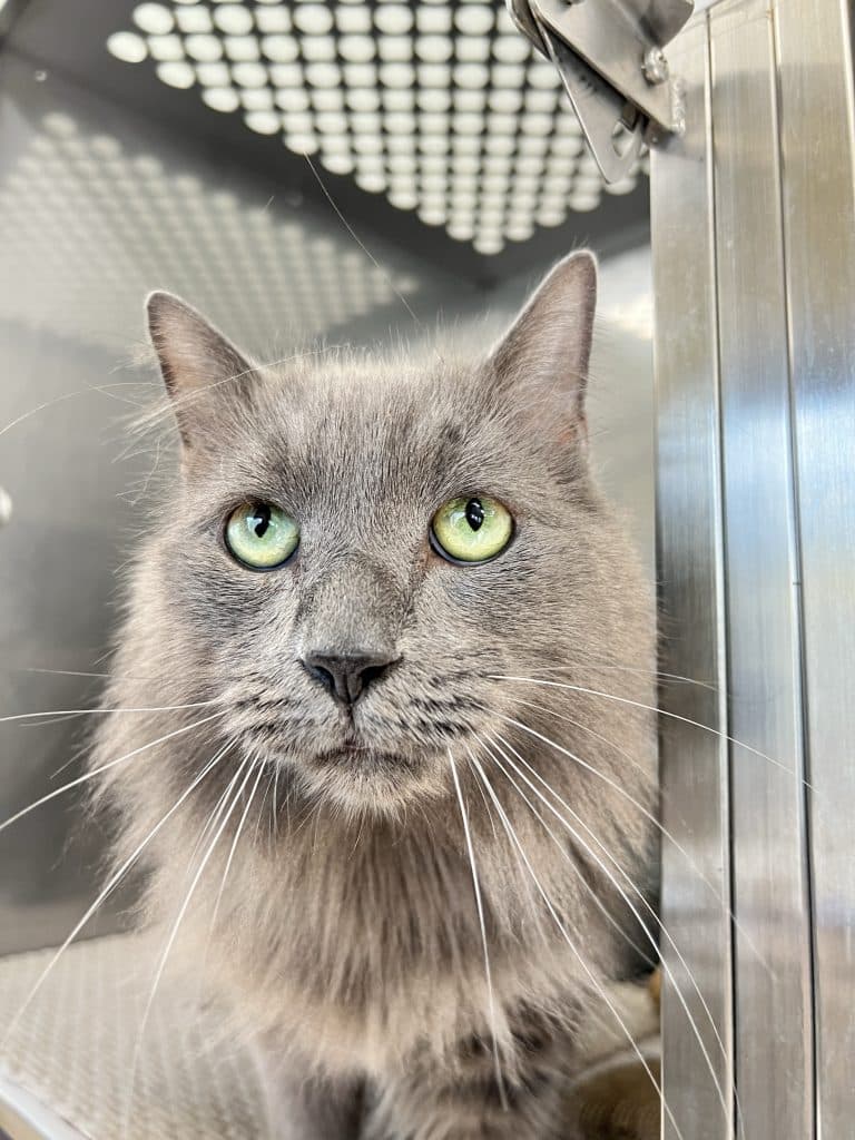 Baxter - Domestic Medium Hair available for adoption in Newcastle