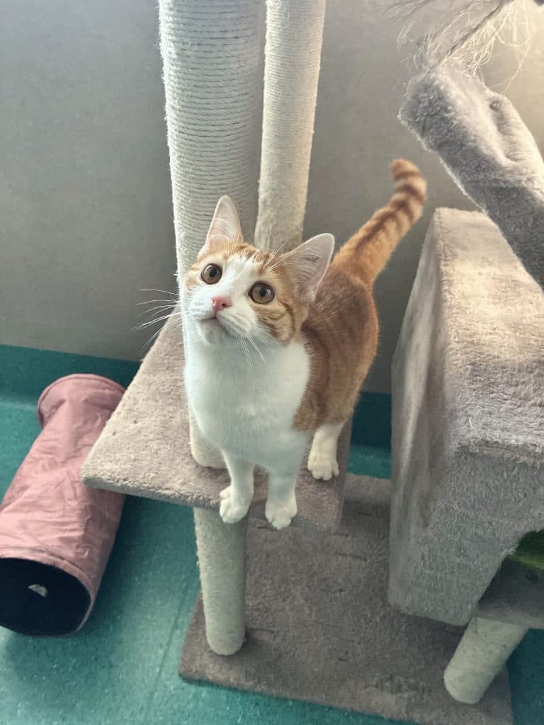 Molly - Domestic Short Hair cat available for adoption at RSPCA NSW in Sydney