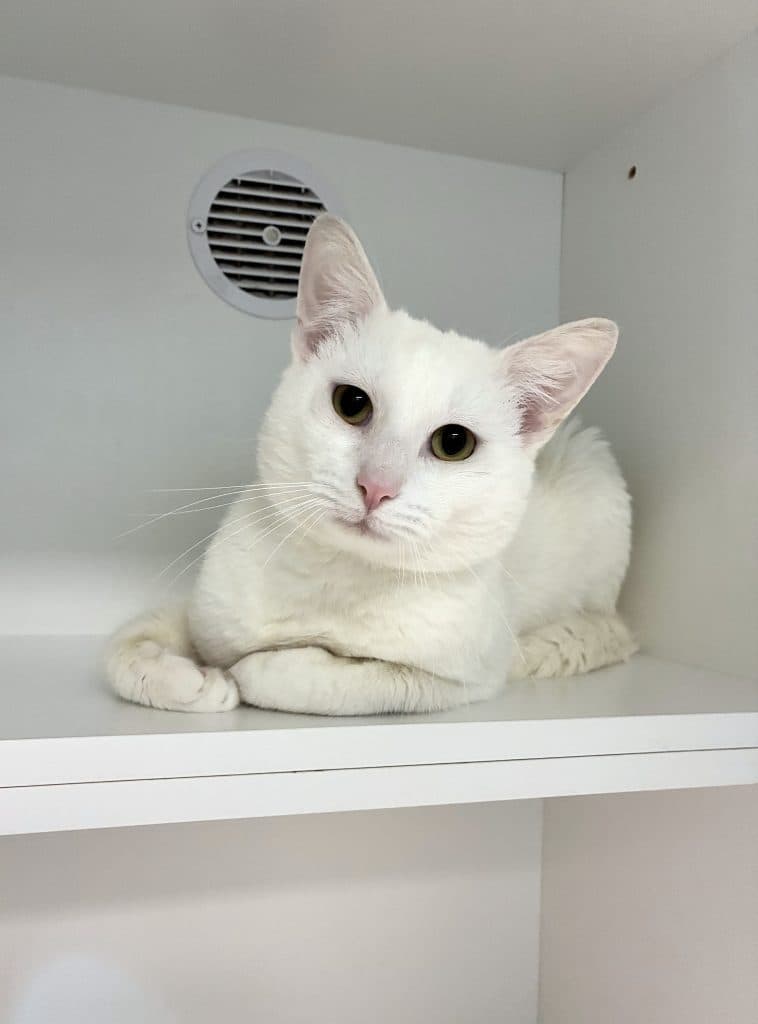 Feta - Domestic Short Hair cat available for adoption at RSPCA NSW in Sydney