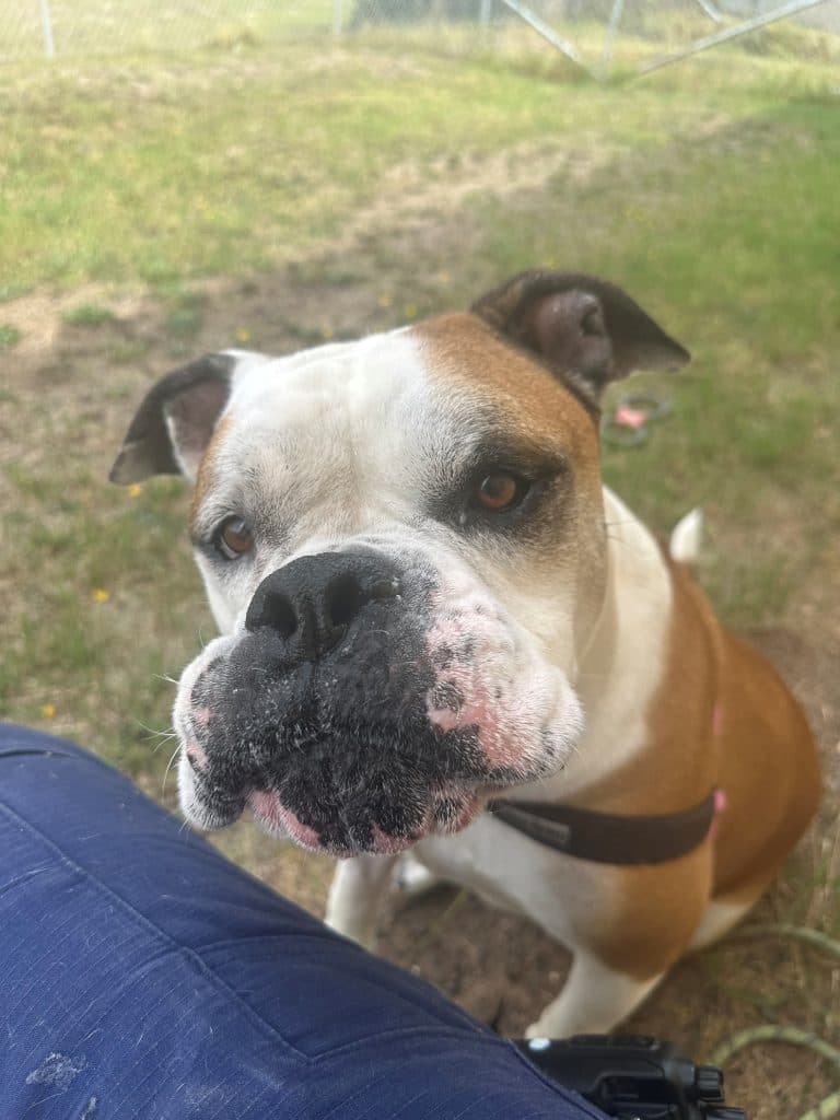 Bentley - Australian Bulldog available for adoption in Calgary