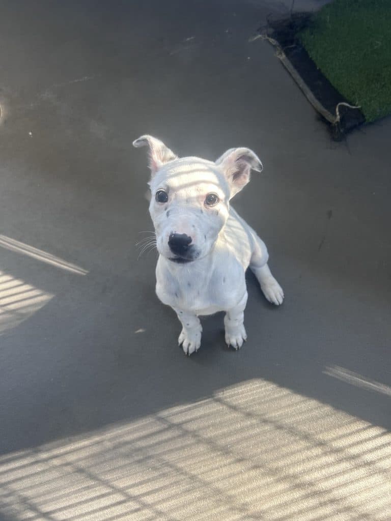 Taro - American Staffordshire Terrier available for adoption at RSPCA NSW in Sydney