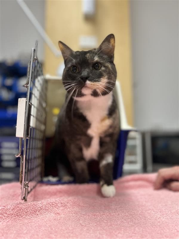 Truffle - Domestic Short Hair cat available for adoption at RSPCA NSW in Sydney