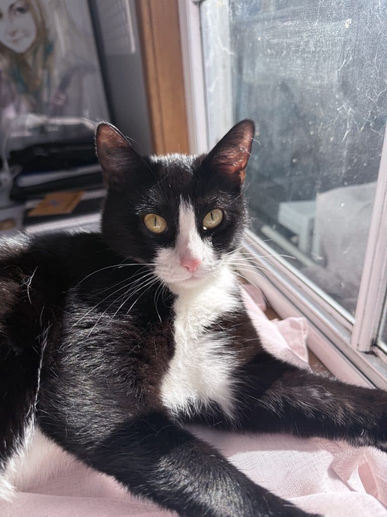 Raven - Domestic Short Hair available for adoption in Central Coast