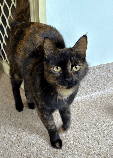 Snax - Domestic Short Hair / Domestic Short Hair cat available for adoption at RSPCA NSW in Central Coast