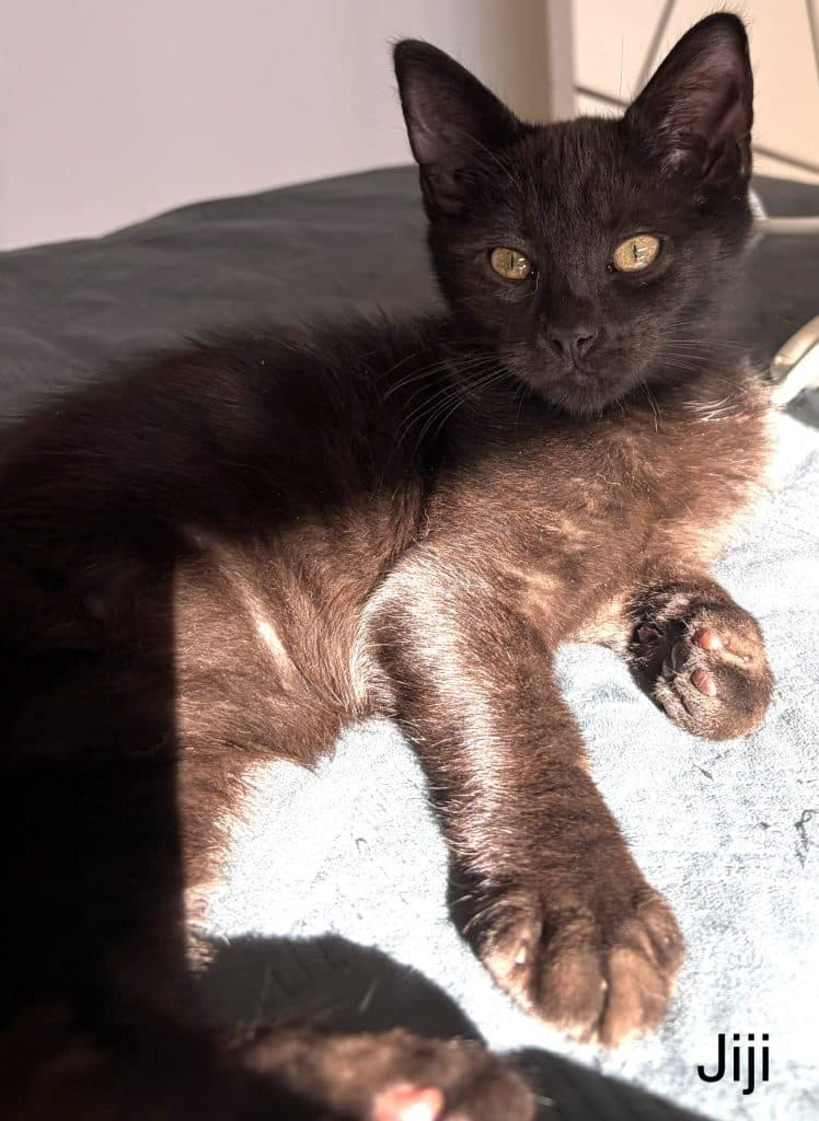 Jiji - Domestic Short Hair cat available for adoption at RSPCA NSW in Sydney
