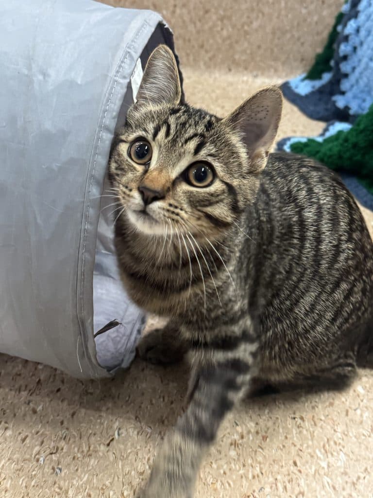 Tucker - Domestic Short Hair available for adoption in Newcastle