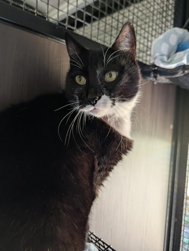 Dynamo - Domestic Short Hair cat available for adoption at RSPCA NSW in Sydney