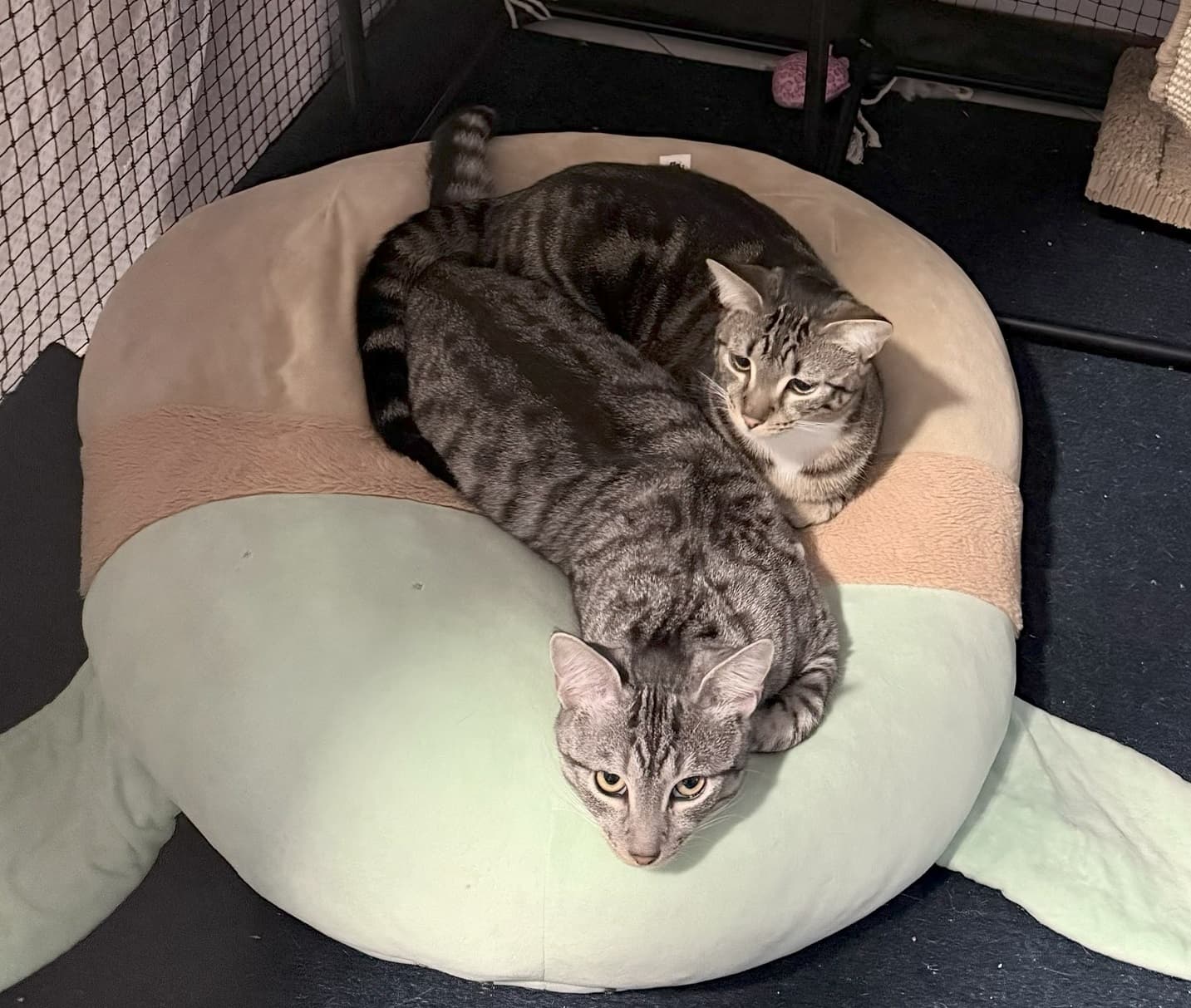 Solo - Domestic Short Hair cat available for adoption at RSPCA NSW in Sydney