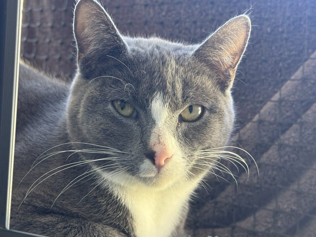 Scooter - Domestic Short Hair cat available for adoption at RSPCA NSW in Sydney