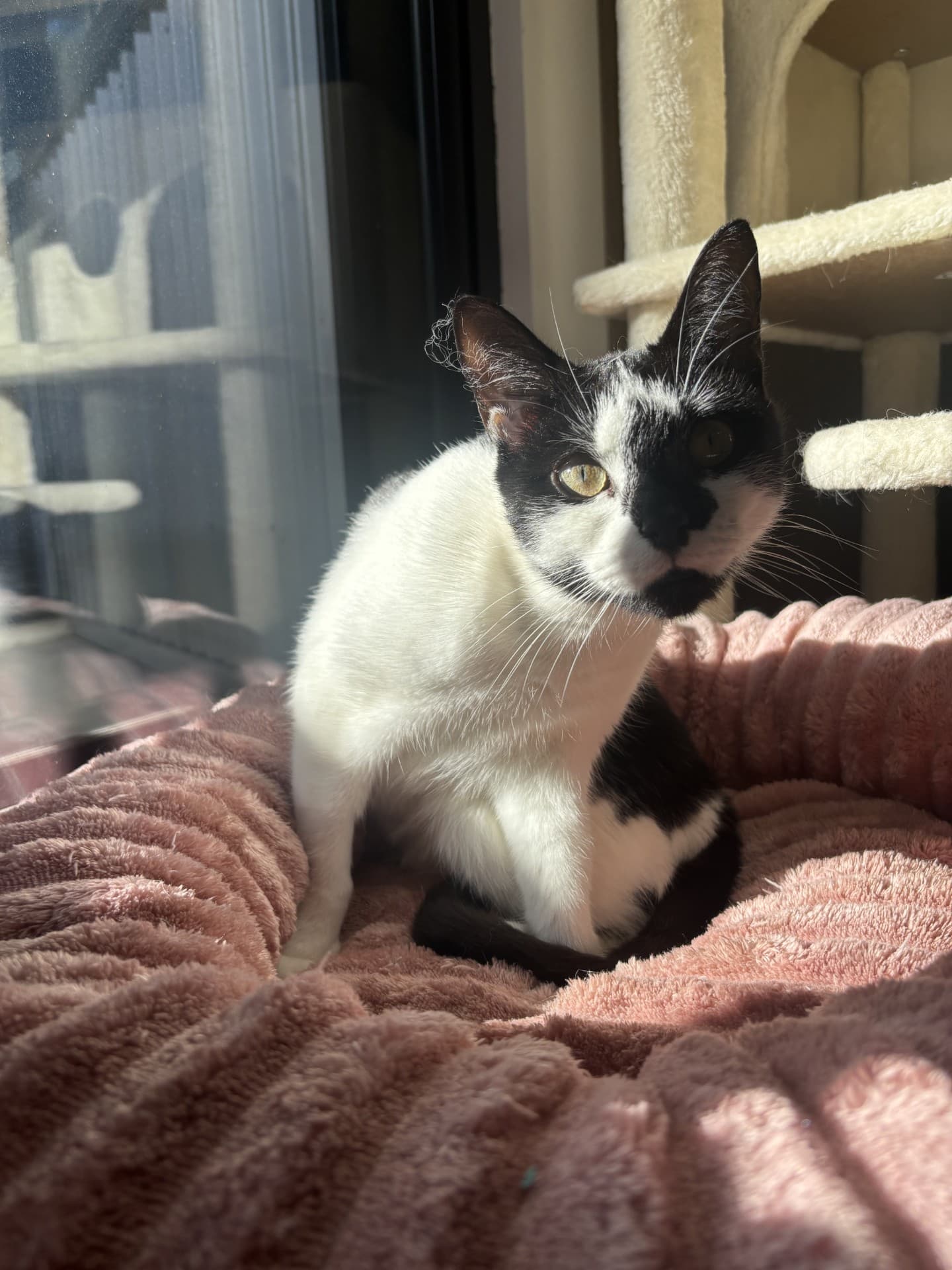 Lotti - Domestic Short Hair cat available for adoption in Sydney