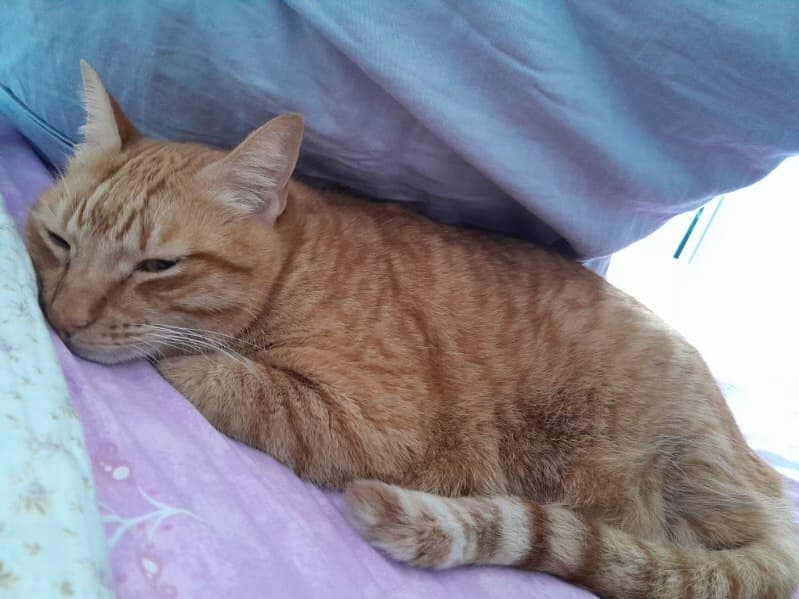 Spongebob - Domestic Short Hair cat available for adoption in Sydney
