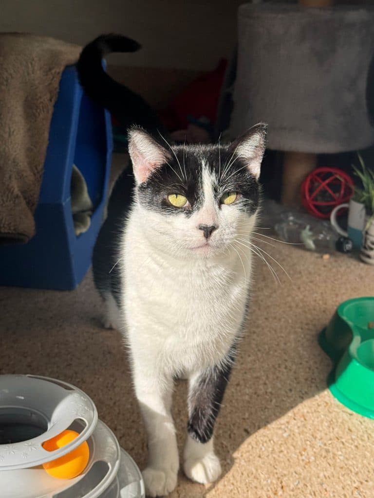 Bindi - Domestic Short Hair cat available for adoption at RSPCA NSW in Newcastle