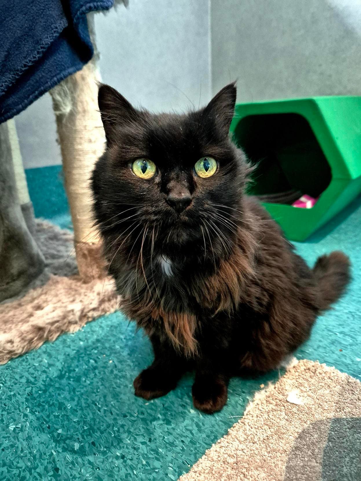 Sophia - Domestic Medium Hair cat available for adoption at RSPCA NSW in Sydney