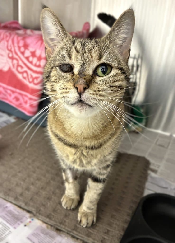 Leela - Domestic Short Hair available for adoption in Sydney