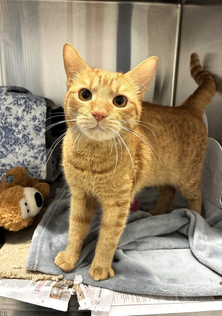 Lionel - Domestic Short Hair cat available for adoption at RSPCA NSW in Sydney