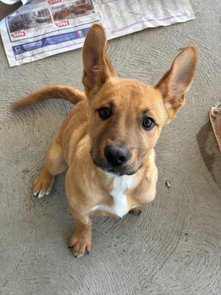 Portabello - American Staffordshire Terrier available for adoption in Newcastle
