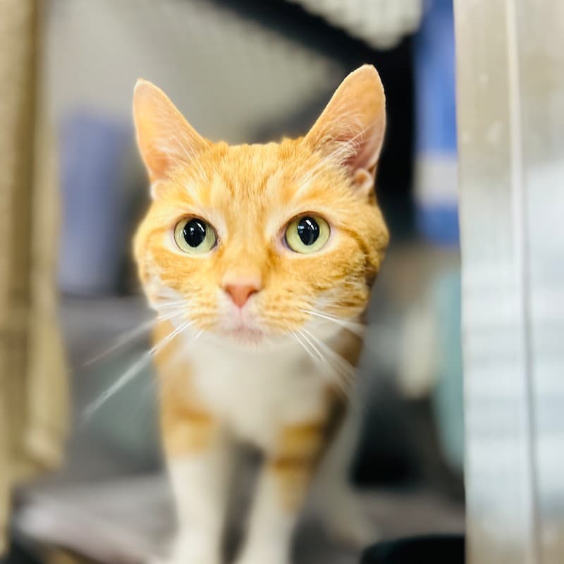 Mew - Domestic Short Hair available for adoption in Newcastle