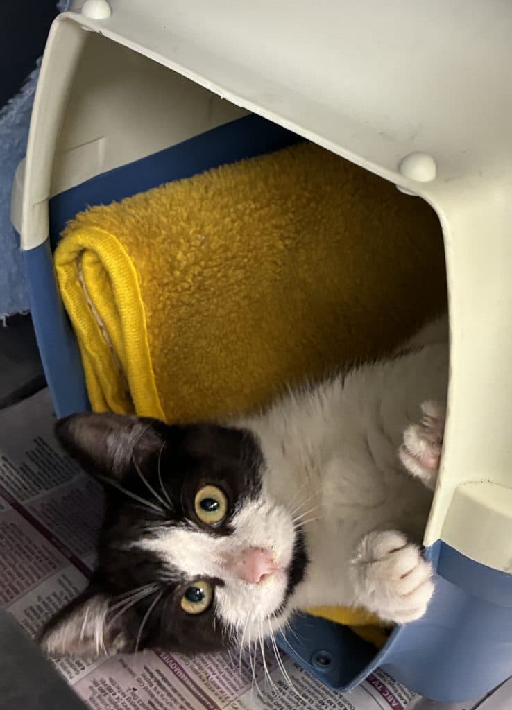 Lana - Domestic Short Hair cat available for adoption at RSPCA NSW in Sydney