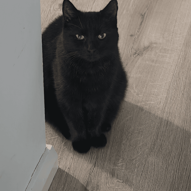 Beanie - Domestic Short Hair cat available for adoption at RSPCA NSW in Newcastle