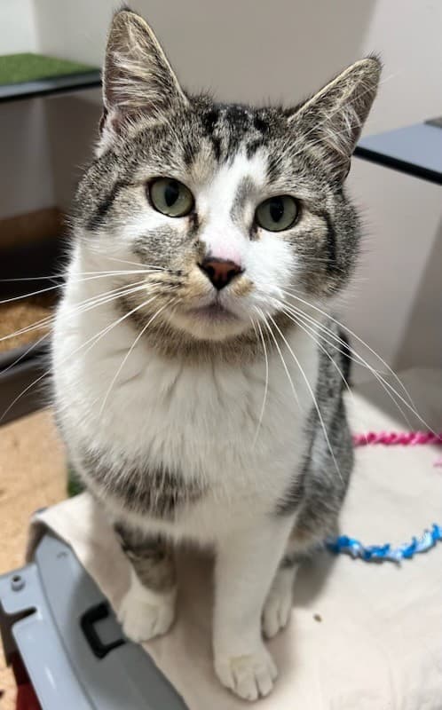 Axel - Domestic Short Hair cat available for adoption at RSPCA NSW in Wollongong