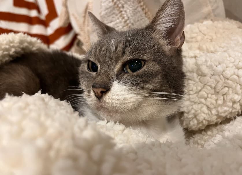 Sweetie - Domestic Short Hair cat available for adoption at RSPCA NSW in Sydney