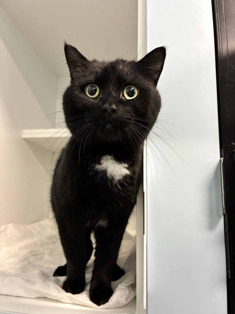 Boogie - Domestic Short Hair cat available for adoption at RSPCA NSW in Sydney