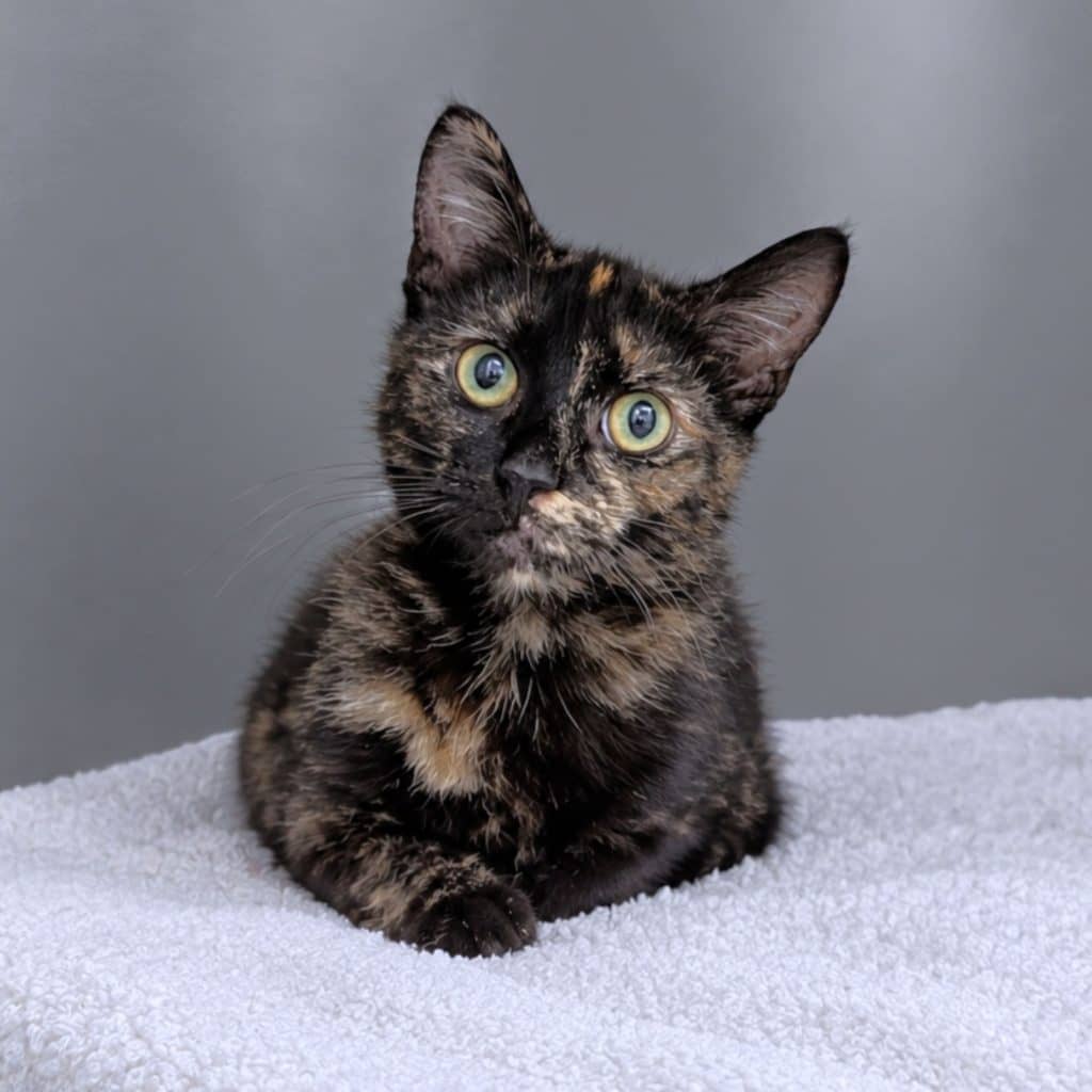 Colette - Domestic Short Hair cat available for adoption at RSPCA NSW in Sydney