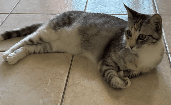 Happy - Domestic Short Hair cat available for adoption at RSPCA NSW in Sydney
