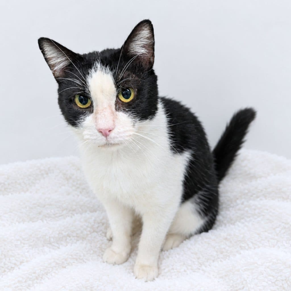Theo - Domestic Short Hair cat available for adoption at RSPCA NSW in Sydney