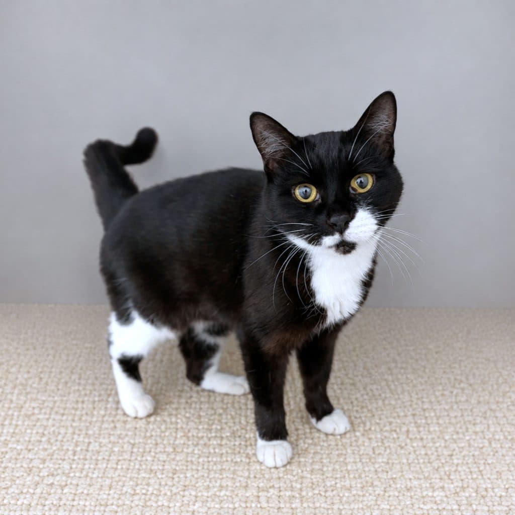 Betty - Domestic Short Hair cat available for adoption at RSPCA NSW in Sydney