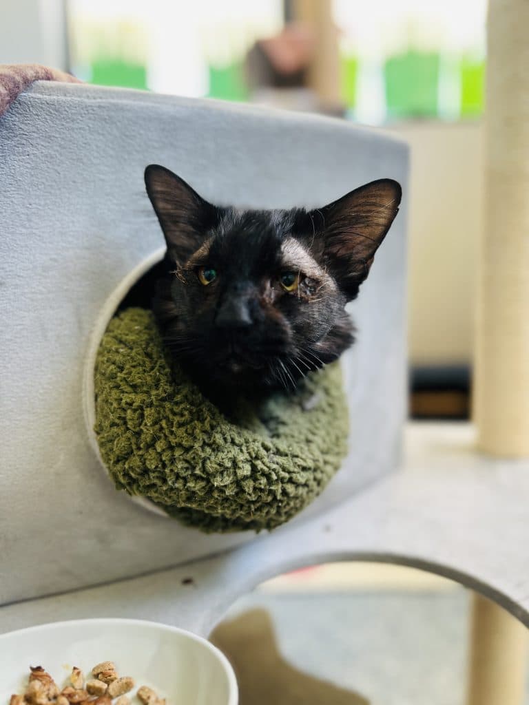 Bhuddha - Domestic Medium Hair available for adoption in Newcastle