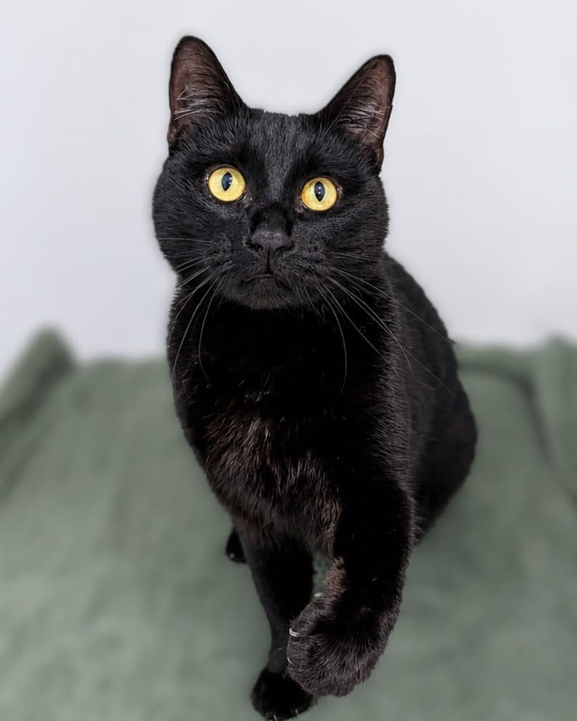 Missy - Domestic Short Hair cat available for adoption at RSPCA NSW in Nsw