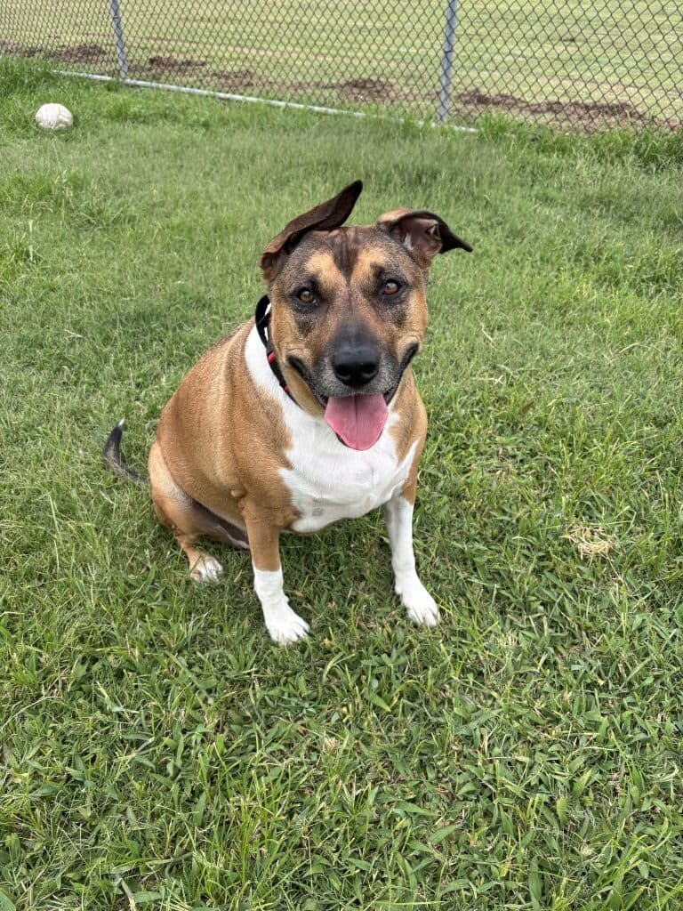 Gracie - Australian Kelpie / Staffordshire Bull Terrier available for adoption in Calgary