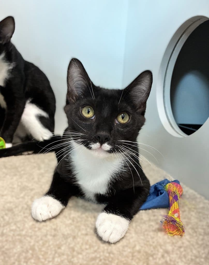 Mikey - Domestic Short Hair cat available for adoption at RSPCA NSW in Sydney