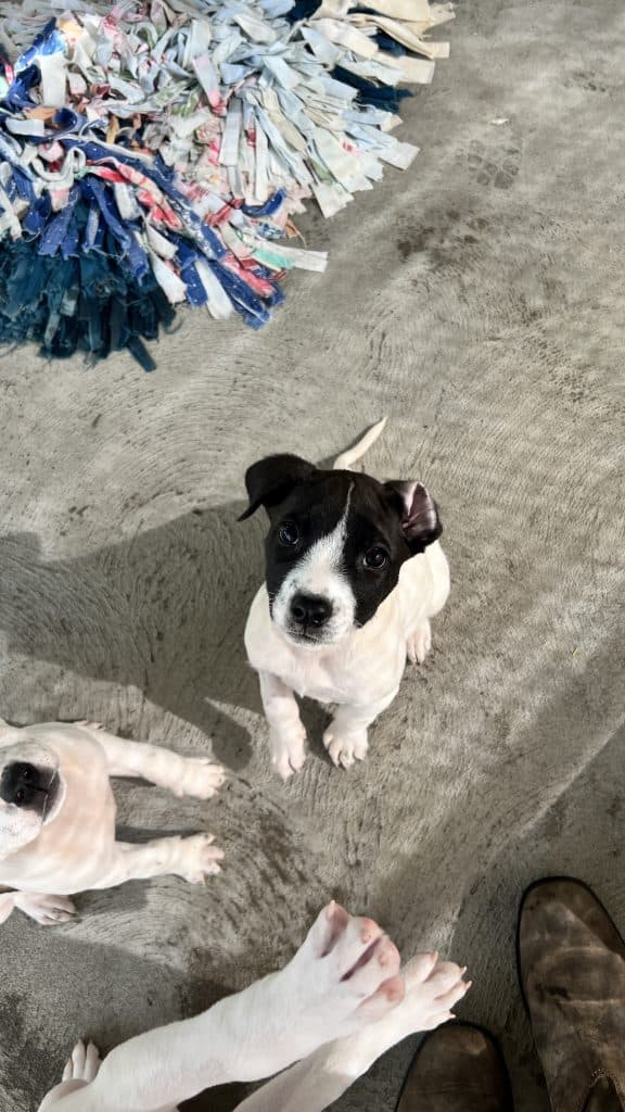 Bonnie - Bullmastiff / American Staffordshire Terrier available for adoption in Newcastle