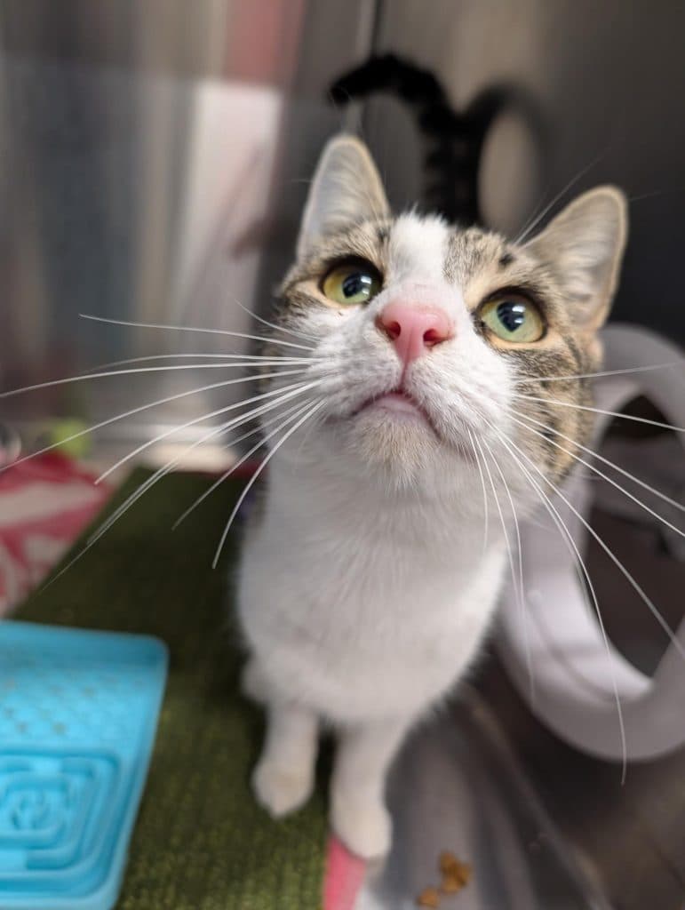 Mia - Domestic Short Hair cat available for adoption at RSPCA NSW in Sydney