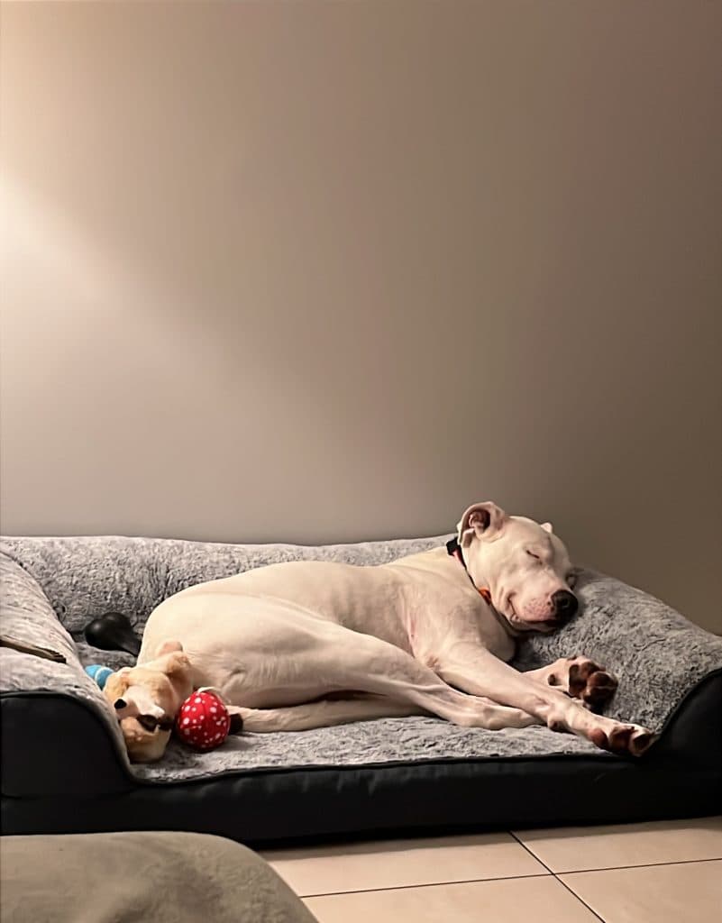 Benji - Great Dane / Staffordshire Bull Terrier available for adoption in Sydney