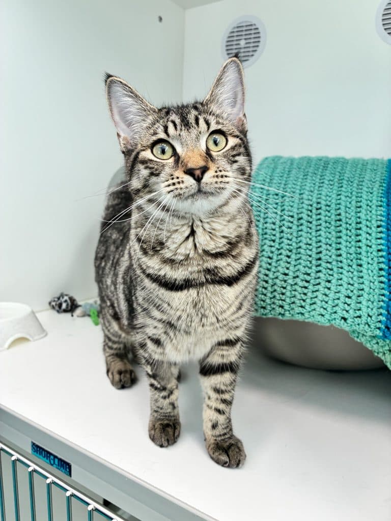 Rukia - Domestic Short Hair cat available for adoption at RSPCA NSW in Nsw