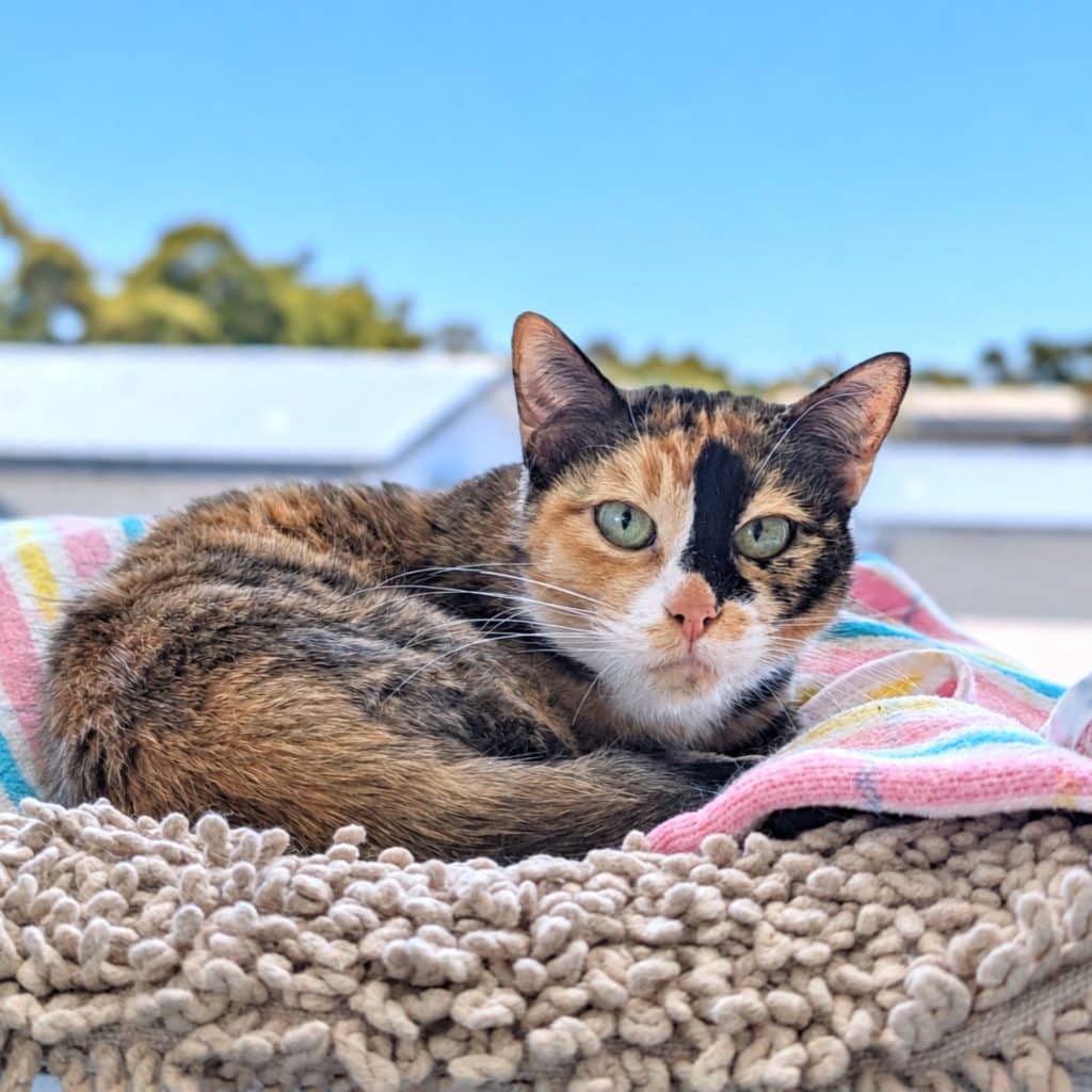 Bootz - Domestic Short Hair / Domestic Short Hair cat available for adoption at RSPCA NSW in Sydney