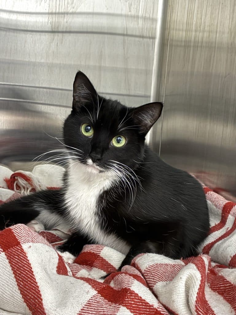 Azula - Domestic Short Hair cat available for adoption at RSPCA NSW in Sydney