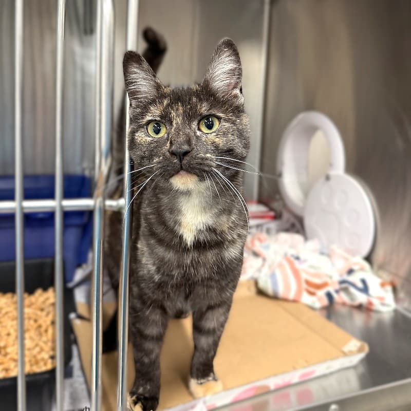 Luna - Domestic Short Hair cat available for adoption at RSPCA NSW in Sydney