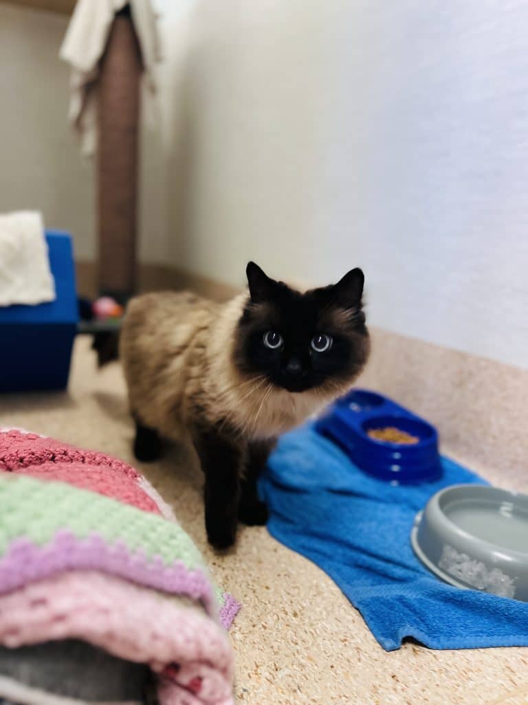 Morgan - Ragdoll cat available for adoption at RSPCA NSW in Newcastle