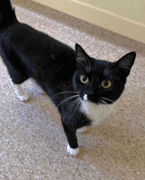 Aela - Domestic Short Hair cat available for adoption at RSPCA NSW in Central Coast