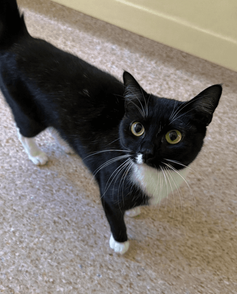 Aela - Domestic Short Hair available for adoption in Central Coast
